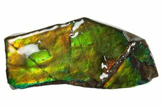 Iridescent Ammolite (Fossil Ammonite Shell) - Rainbow Colors #293312