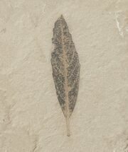 Cedrelospermum nervosum Fossil Leaf - Utah #16276