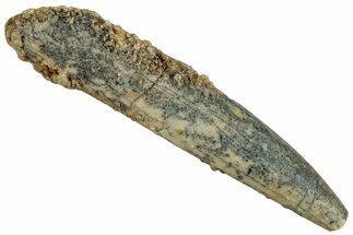 Fossil Sauropod Dinosaur (Rebbachisaurus) Tooth - Morocco #293680