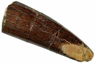 Fossil Sauropod Dinosaur (Titanosaur) Tooth - Morocco #293685