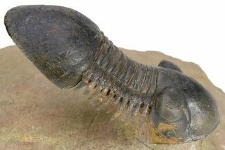 Flying Paralejurus Trilobite - Atchana, Morocco #250005