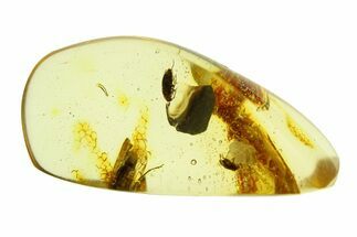 Polished Colombian Copal ( g) - Contains Beetle and Fly! #292331