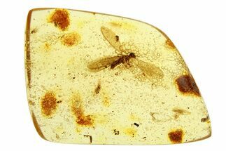 Polished Colombian Copal ( g) - Winged Termite and Spider! #293509