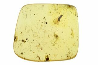 Polished Colombian Copal ( g) - Contains Winged Termite! #293525