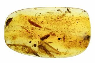 Polished Colombian Copal ( g) - Contains Large Silverfish! #293565