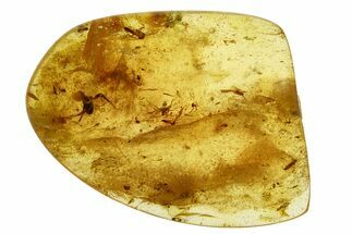 Polished Colombian Copal ( g) -Contains Spider, Wasp & Flies #293566