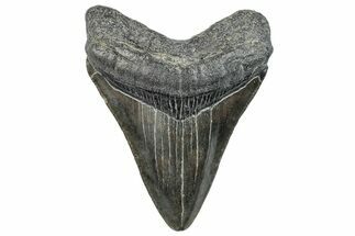 Serrated, Juvenile Megalodon Tooth - South Carolina #293839