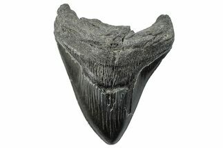 Serrated, Fossil Megalodon Tooth - South Carolina #293878