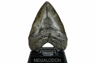 Serrated, Fossil Megalodon Tooth - South Carolina River Meg #293900
