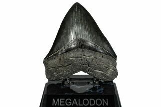 Serrated, Fossil Megalodon Tooth - South Carolina #293902