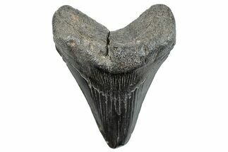 Fossil Megalodon Tooth - South Carolina #293905