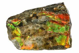 Iridescent Ammolite (Fossil Ammonite Shell) - Rainbow Colors #293350