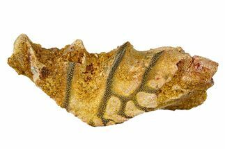 Cretaceous Lungfish (Ceratodus) Tooth Plate - Morocco #294019