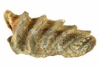 Cretaceous Lungfish (Ceratodus) Tooth Plate - Morocco #294023