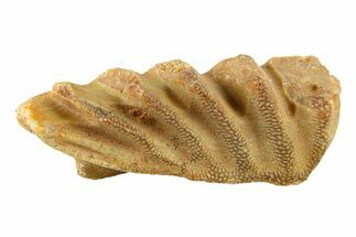 Cretaceous Lungfish (Ceratodus) Tooth Plate - Morocco #294032