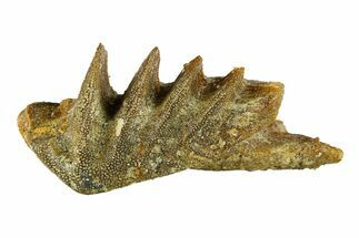 Cretaceous Lungfish (Ceratodus) Tooth Plate - Morocco #294043