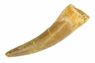 Fossil Plesiosaur (Zarafasaura) Tooth - Morocco #293209