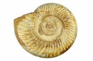 Polished Jurassic Ammonite (Kranosphinctes) - Madagascar #293941