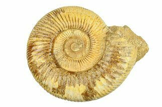 Polished Jurassic Ammonite (Kranosphinctes) - Madagascar #293944