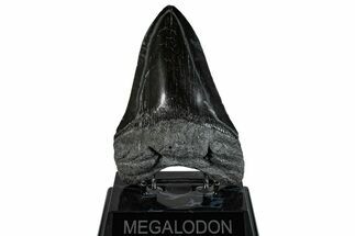 Serrated, Fossil Megalodon Tooth - Polished Blade #293931