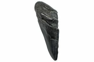 Partial Fossil Megalodon Tooth - South Carolina #293958