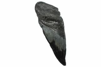 Partial Fossil Megalodon Tooth - South Carolina #293965