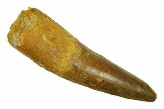 Real Fossil Spinosaurus Tooth - Giant Dinosaur Tooth #294135