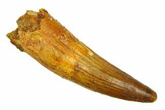 Real Fossil Spinosaurus Tooth - Giant Dinosaur Tooth #294140