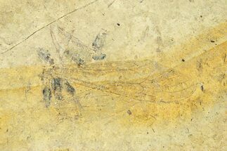 Detailed Fossil Crane Fly (Tipula) - France #294126