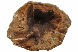 Polished Petrified Wood Round - Sweethome, Oregon #128602
