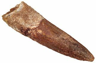 Fossil Spinosaurus Tooth - Real Dinosaur Tooth #293997