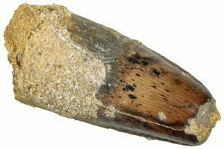 Fossil Spinosaurus Tooth - Real Dinosaur Tooth #294004