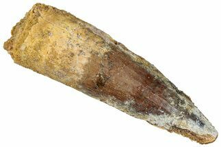 Fossil Spinosaurus Tooth - Real Dinosaur Tooth #294015