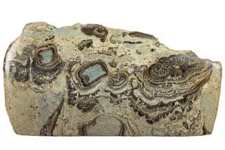 Devonian Stromatolite Slab - Orkney, Scotland #289668