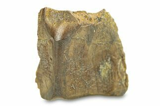 Fossil Hadrosaur (Edmontosaurus) Shed Tooth - Wyoming #293767