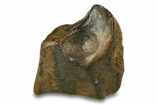 Fossil Hadrosaur (Edmontosaurus) Shed Tooth - Wyoming #293768