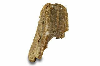 Fossil Hadrosaur (Edmontosaurus) Partial Tooth - Wyoming #293796