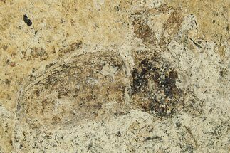 Fossil Beetle (Coleoptera) - France #294156