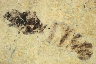 Fossil Insect (Hymenoptera) - France #294160