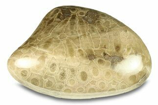 Large, Polished Petoskey Stone (Fossil Coral) - Michigan #293403