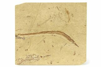 Plate of Rare Pipefish (Syngnathus & Hipposyngnathus) Fossils #294296