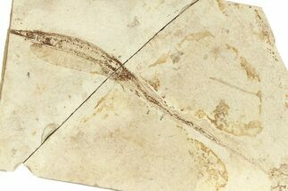Fossil Pipefish (Hipposyngnathus) - California #294314