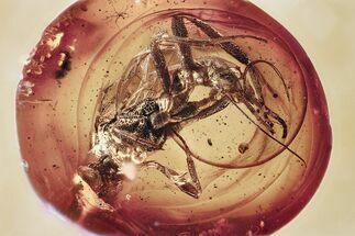 Detailed Fossil Ichneumon Wasp (Ichneumonidae) In Baltic Amber #294337