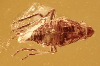 Detailed Fossil Leafhopper (Cicadellidae) In Baltic Amber #294340