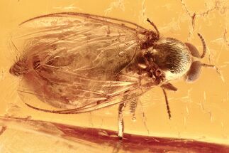 Fossil Black Fly (Simuliidae) In Baltic Amber - Blood Feeding Female #294347