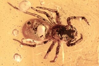 Detailed Fossil Jumping Spider (Salticidae) In Baltic Amber #294351