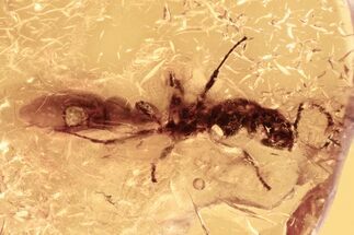 Detailed Fossil Twig-Dwelling Ant (Pseudomyrmecinae) In Baltic Amber #294352