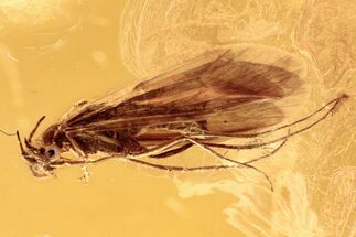 Detailed Fossil Caddisfly (Trichoptera) In Baltic Amber #294363