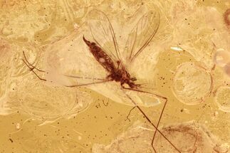 Fossil Crane Fly and True Midge in Baltic Amber #294368