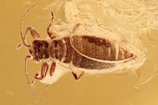 Detailed Fossil Aphid (Megapodaphis?) and Spider In Baltic Amber #294377